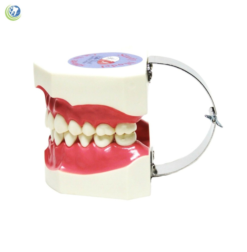 Teeth with Toothbrush Teaching Demo Model Over-sized Demonstration