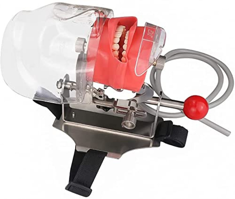 USA - Dental Simulator Mannequin Head Teeth Model Teaching Practicing Head Mold