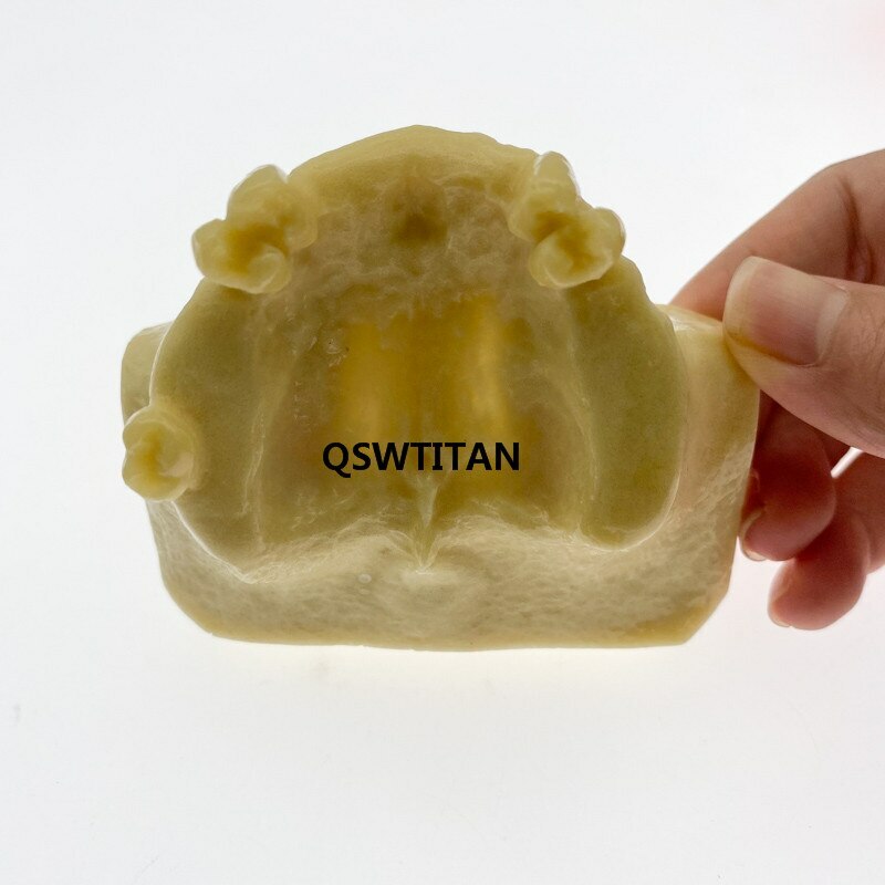 Dental Sinus Lift Practice Teeth / Tooth Model Simulation Typodont Study Model