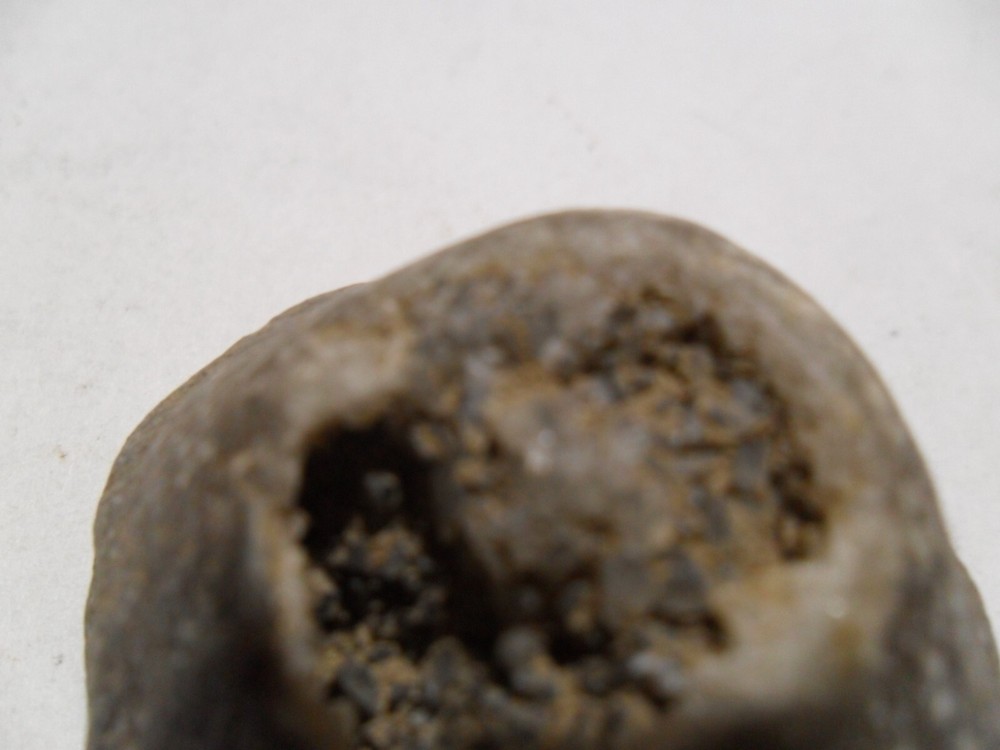 Crystal Brachiopod
