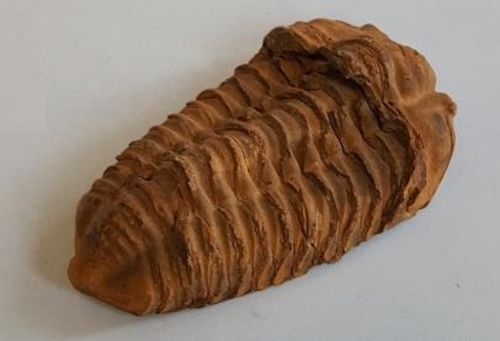 Trilobite fossil