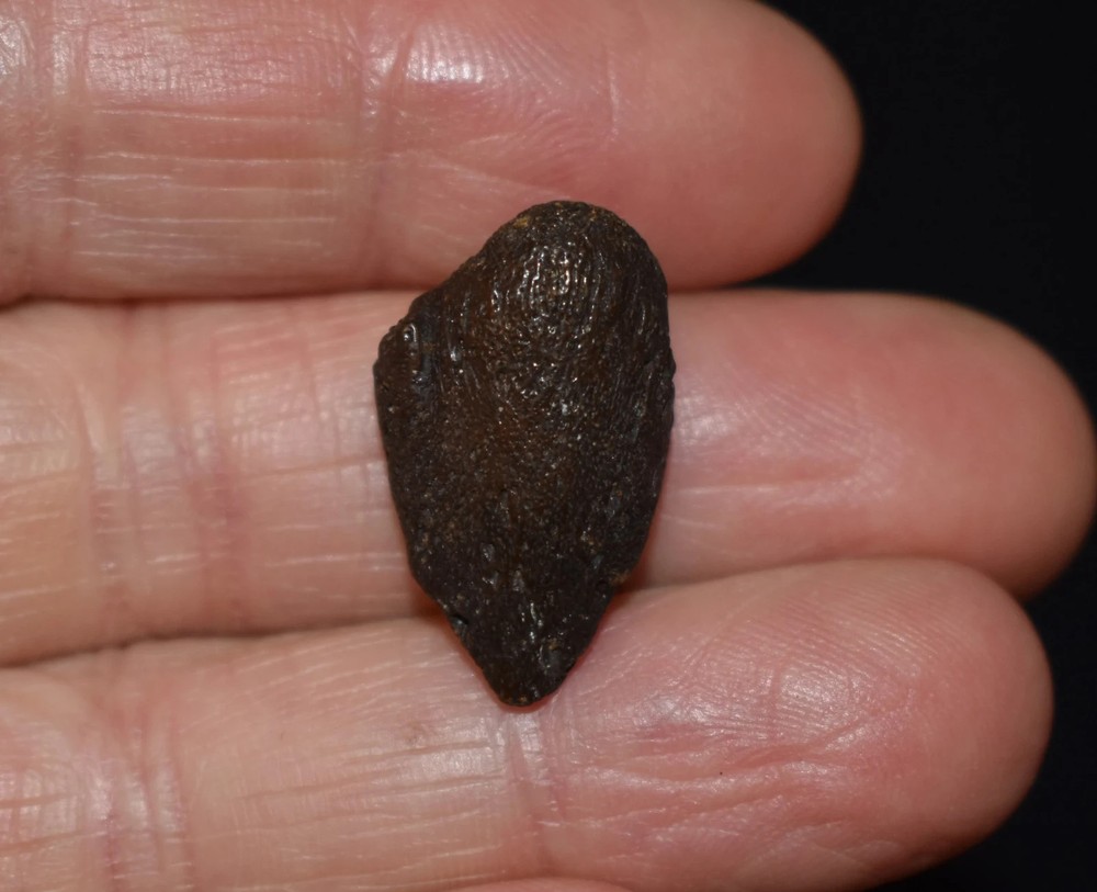 Excellent Small Fossil Tortoise Claw Core/ Toe Bone