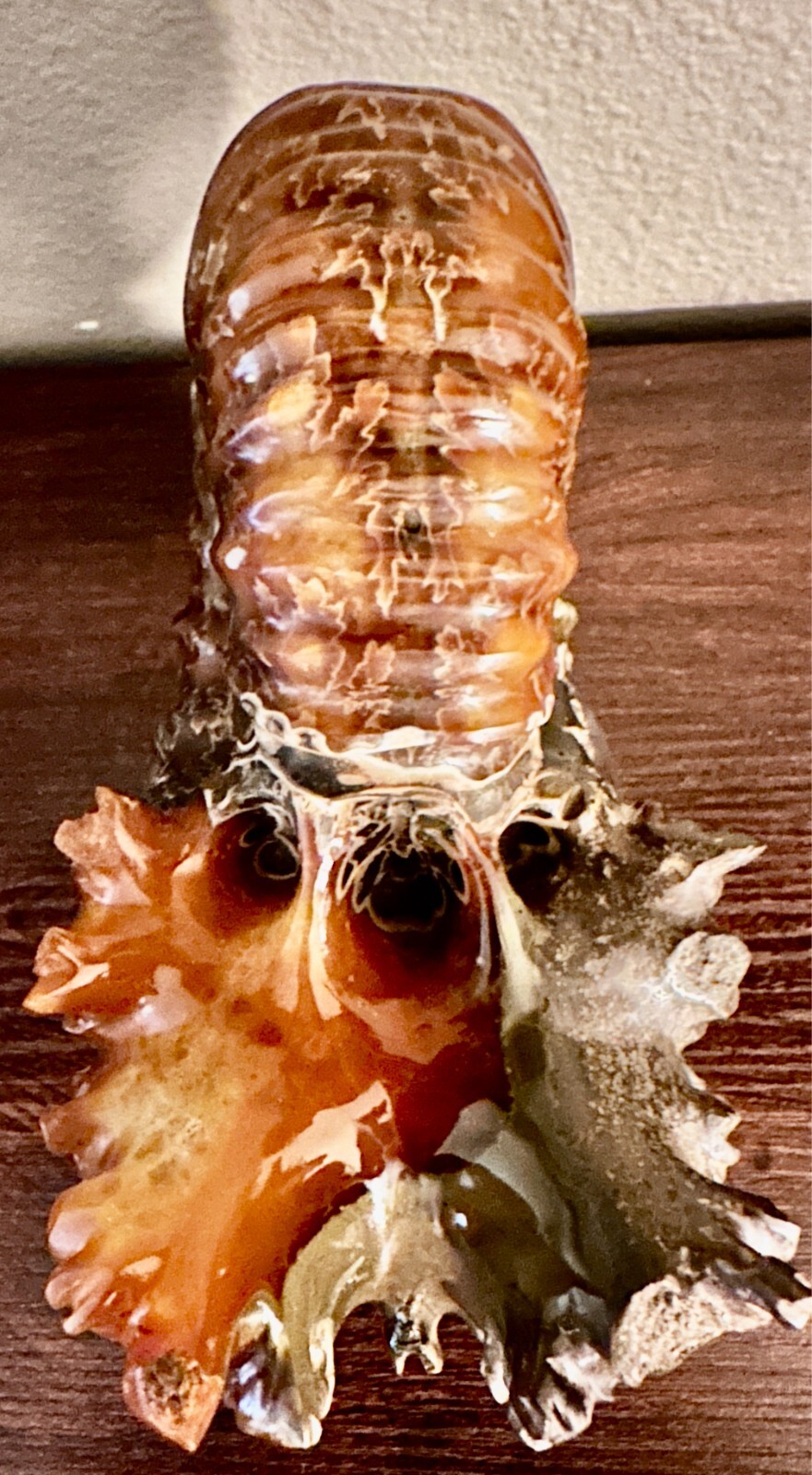 Rare Beautiful "Goat Horn" Ammonite Fossil 3 lb. 5.8 oz. 1526 grams #58