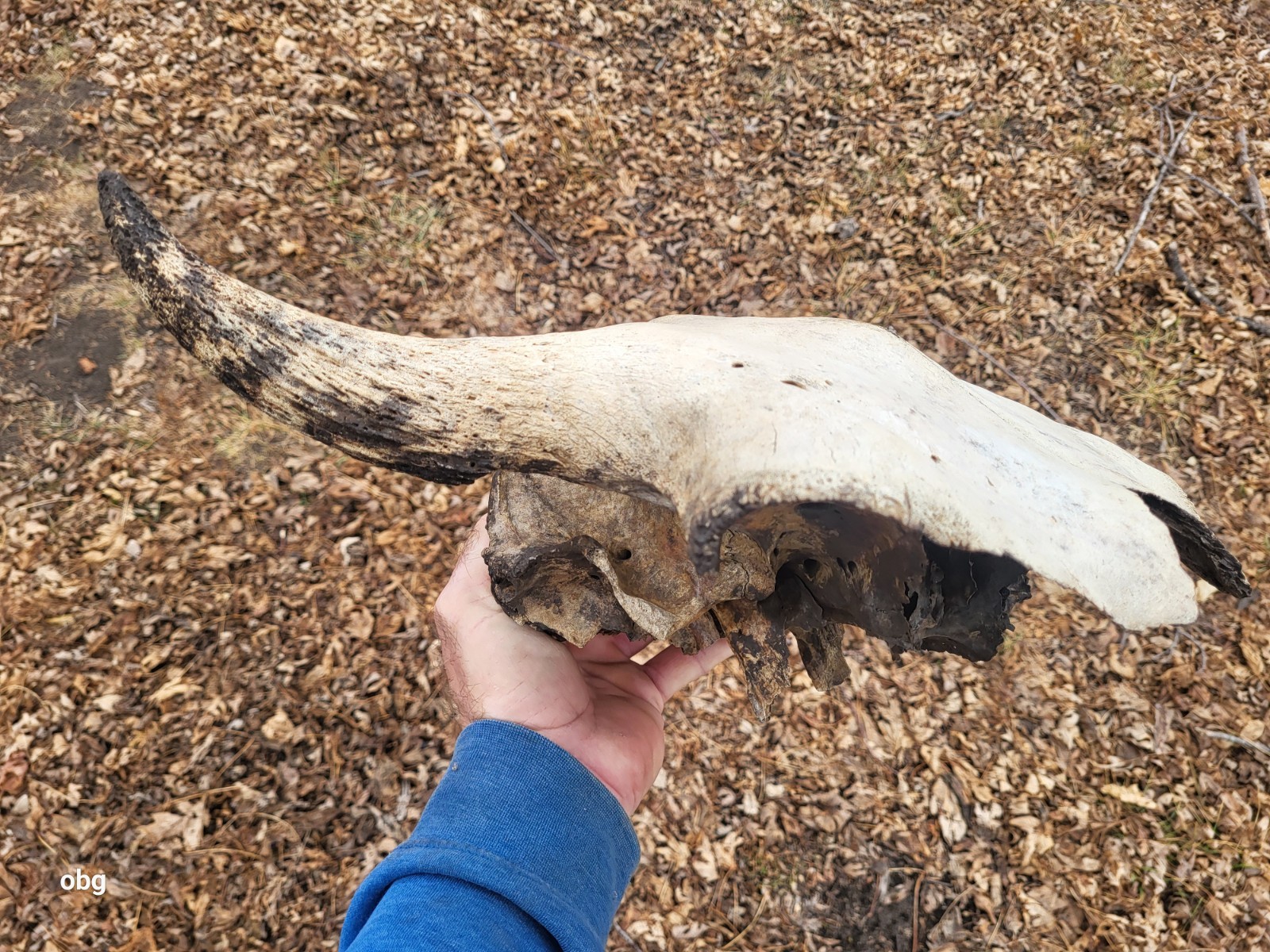 Bison Skull cap real historic buffalo skull
