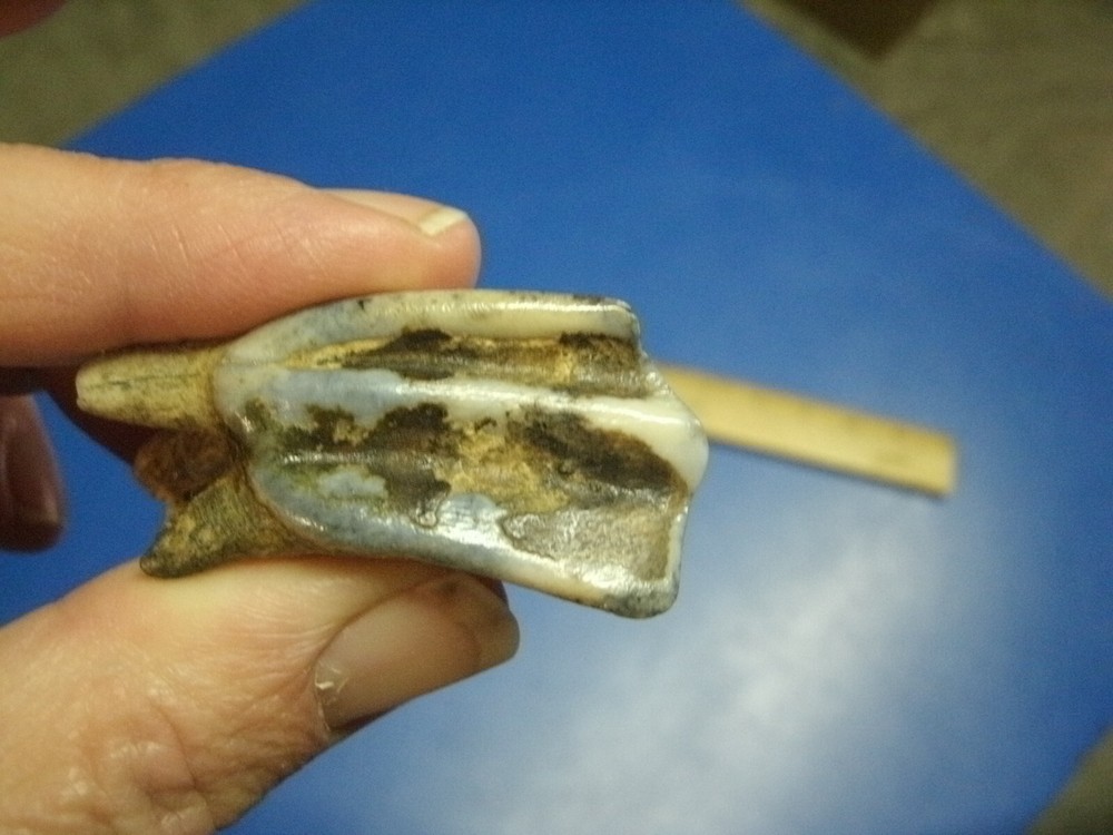 FOSSIL BISON TOOTH RILEY CO. KANSAS