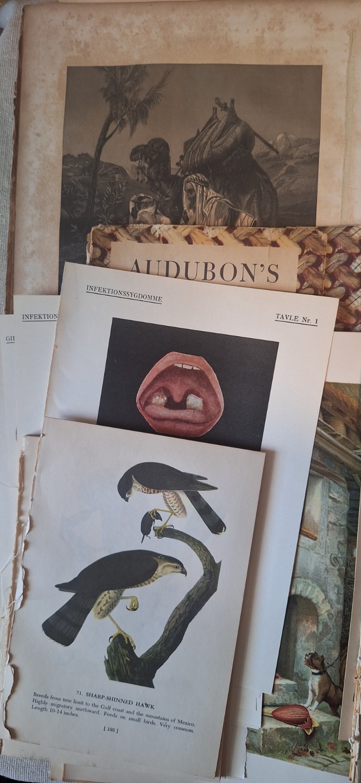 Vintage & Antique Paper Assorted Ephemera for Collage, Decoupage, Crafts 6+ Lbs