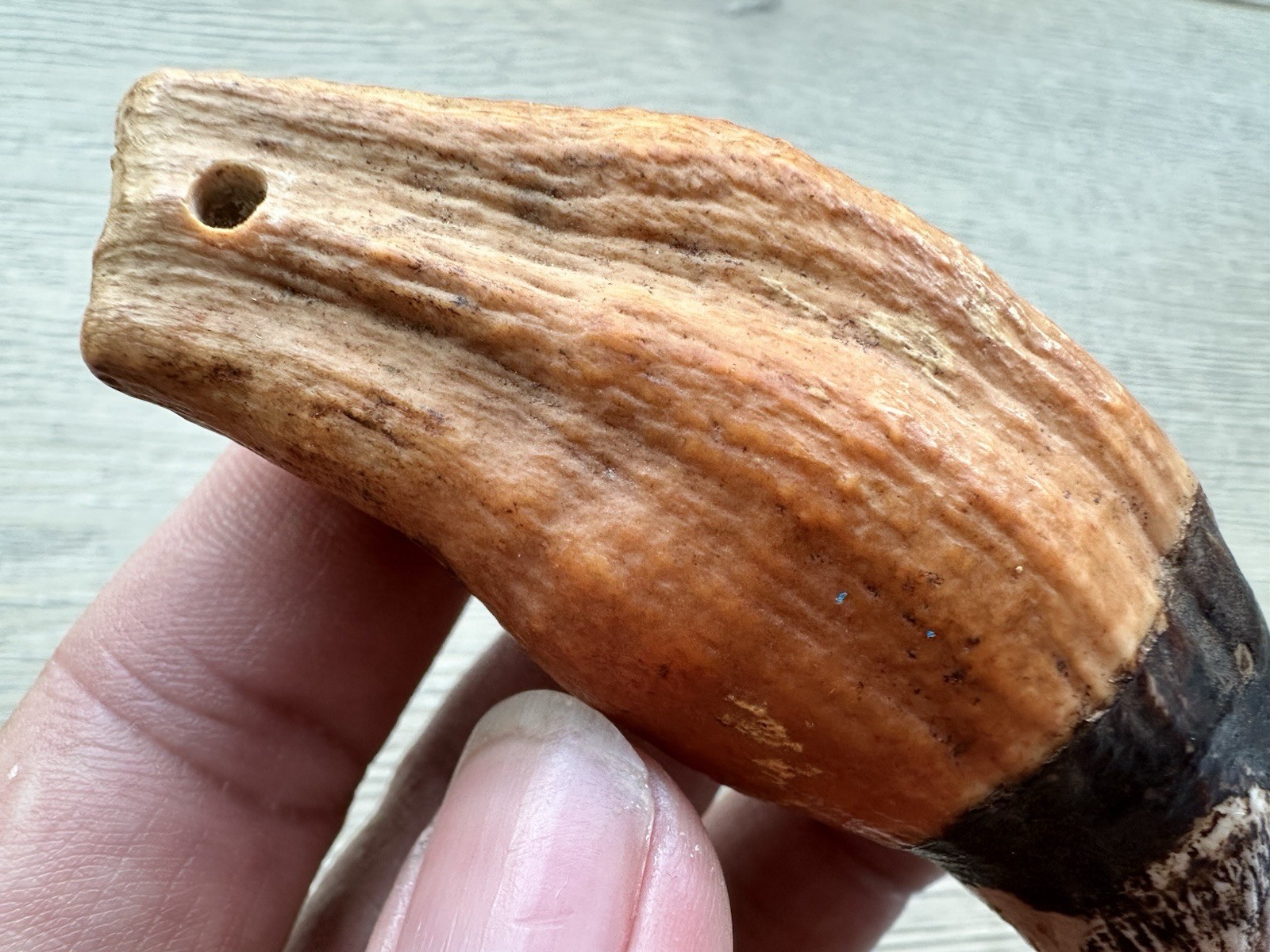 3.8” Ursus Spelaeus 25,000 Years Old Cave Bear Tooth Perfect Condition