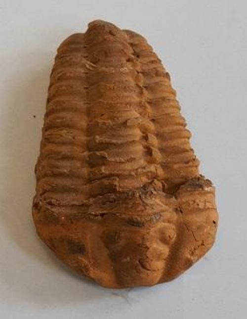 Trilobite fossil