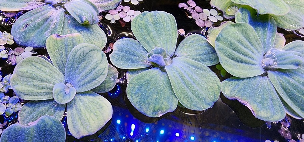 Aquarium plants
