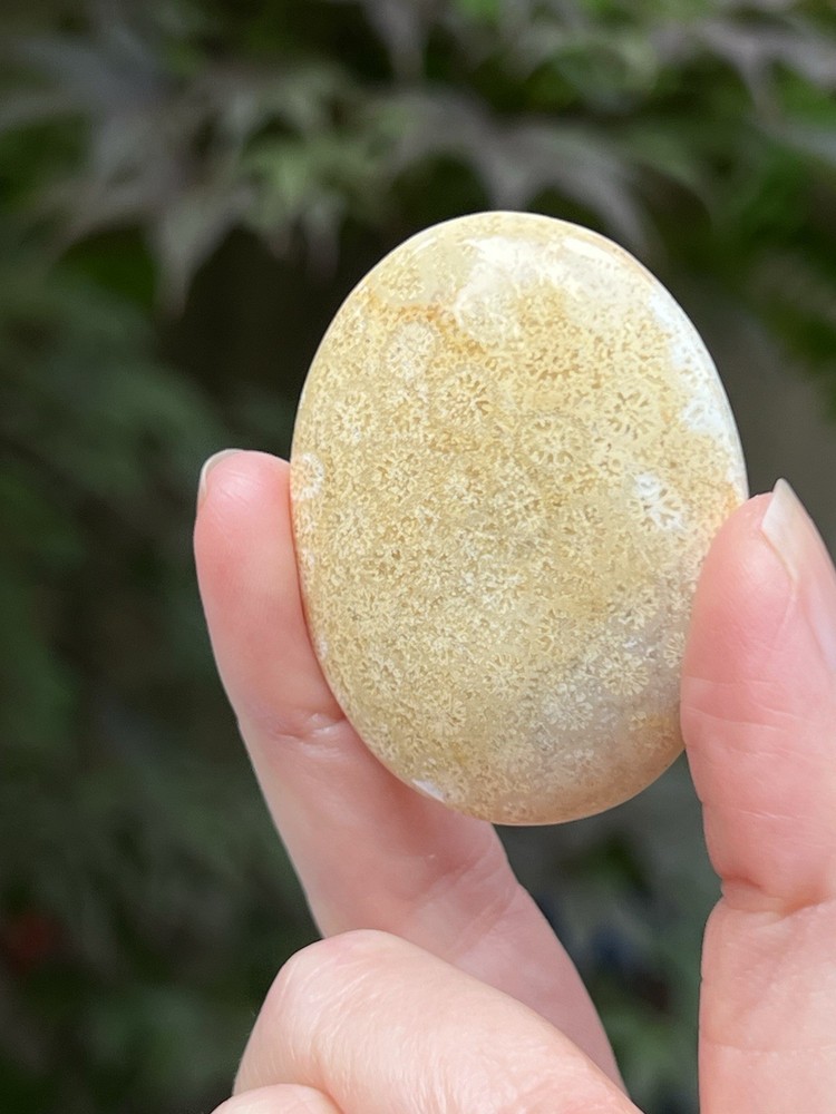 Fossilized Coral Crystal Palmstone AAA+ 30