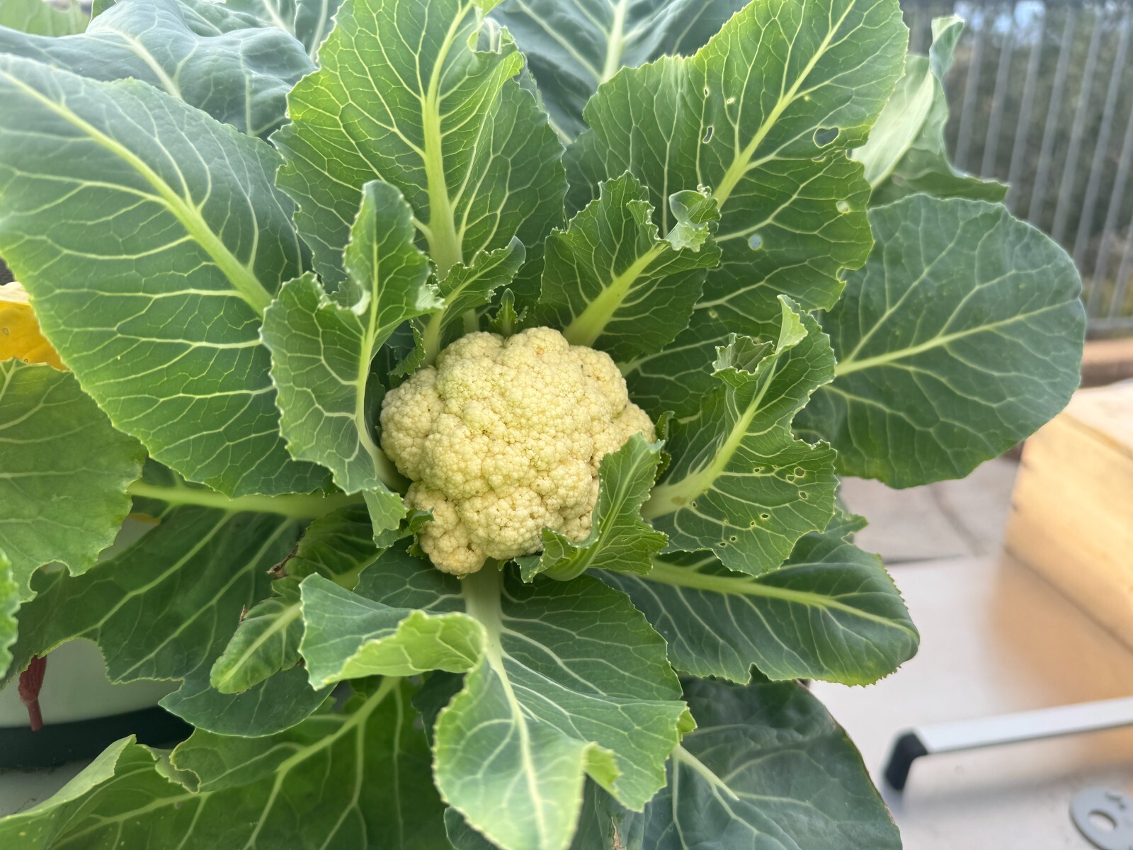 hydroponic vertical tower growing system-2025