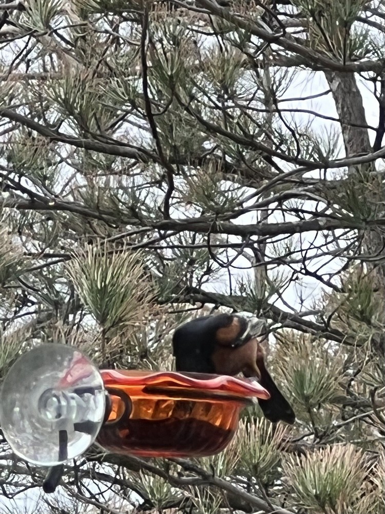 Window Oriole Freeder