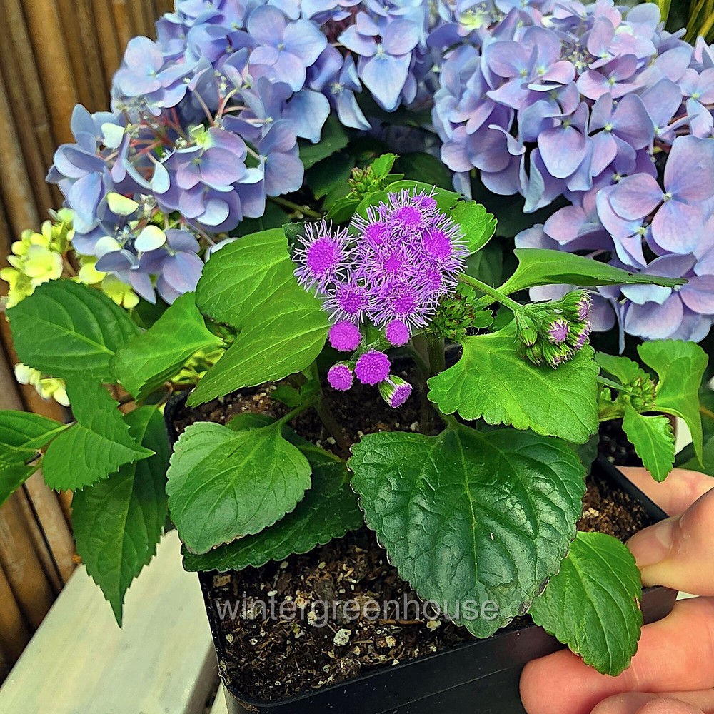 Ageratum, Monarch Magic, Flossflower, Container Size: 4.5"