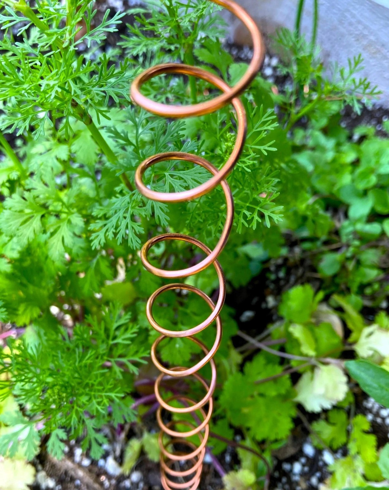 Copper Electroculture Coils (5-Pack) – Garden Antenna Plant Stakes