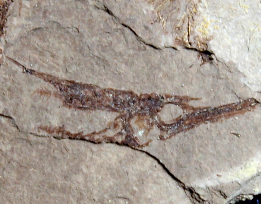 Aeoliscus sp. - Unknown, small Oligocene fossil fish
