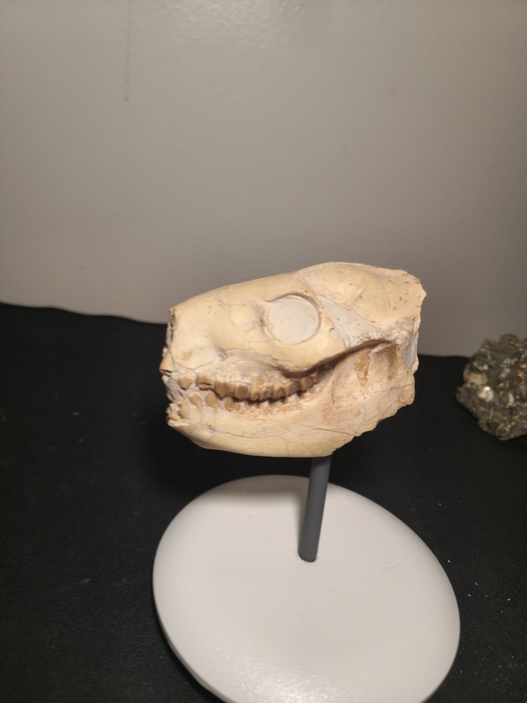 Oreodont Skull