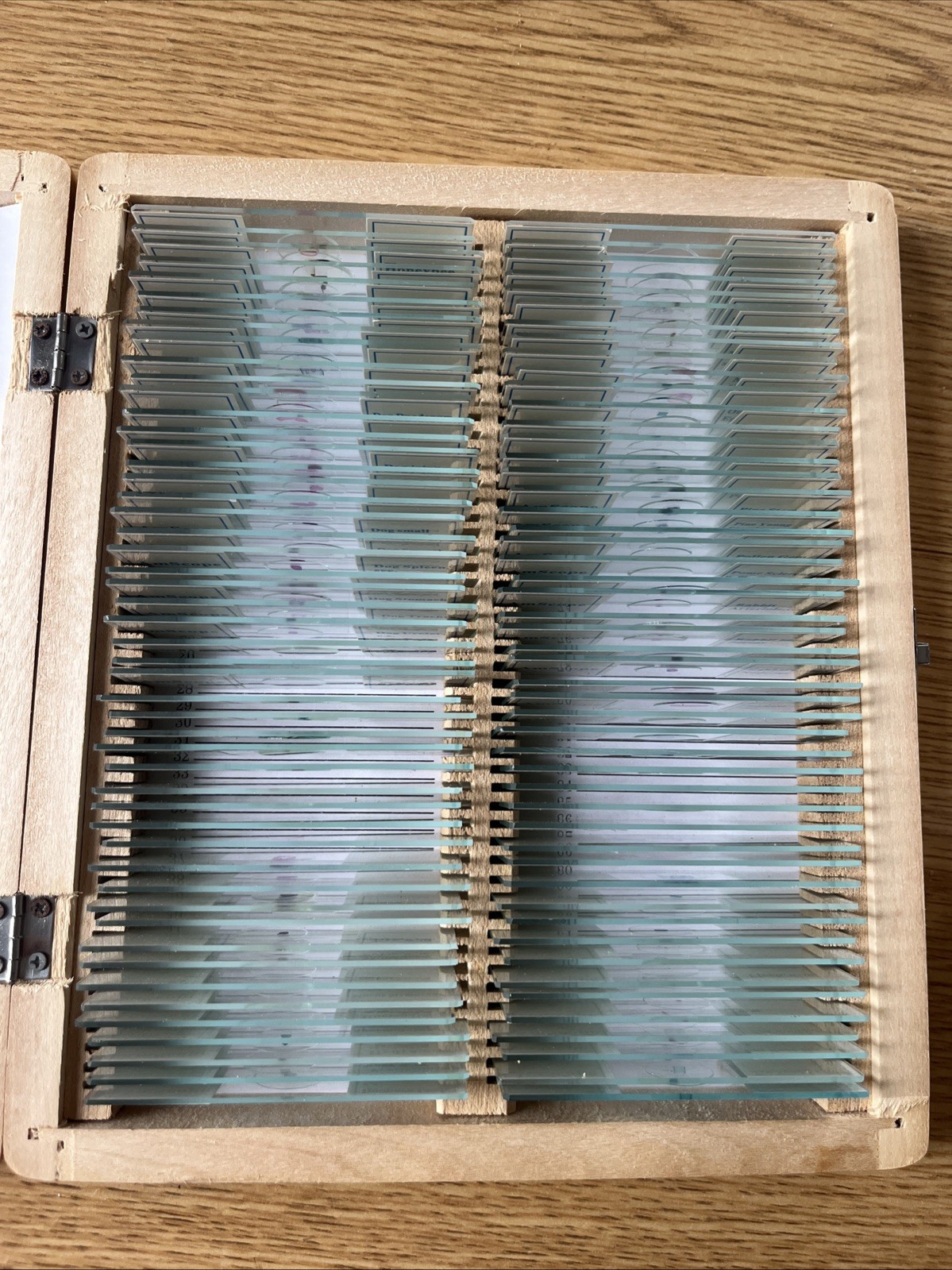 AmScope PS100E 100 Homeschool Biology Prepared Microscope Slides - Set E