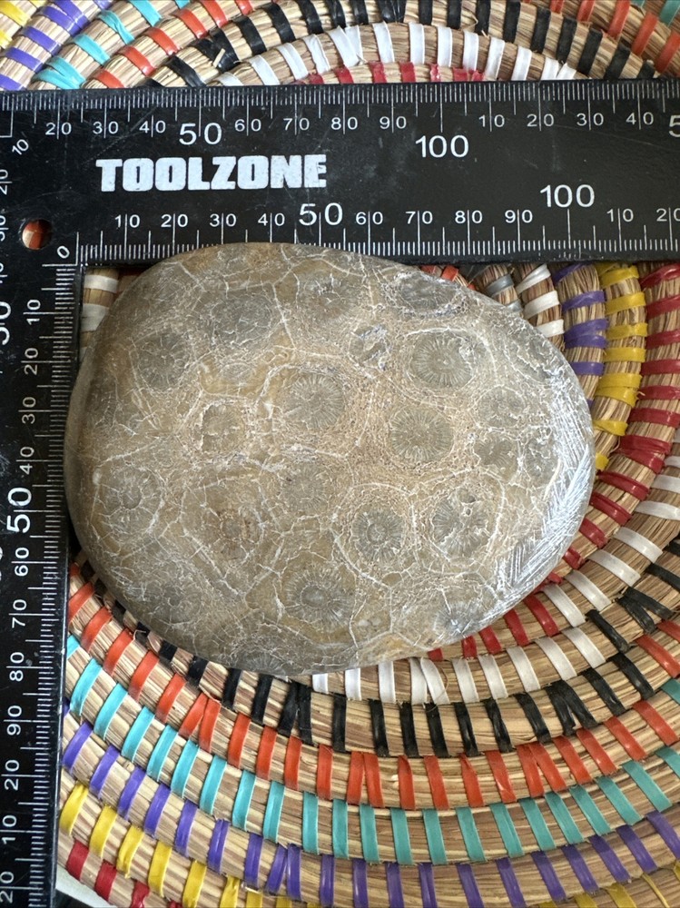 Polished Coral Head Fossil Morocco Devonian #6