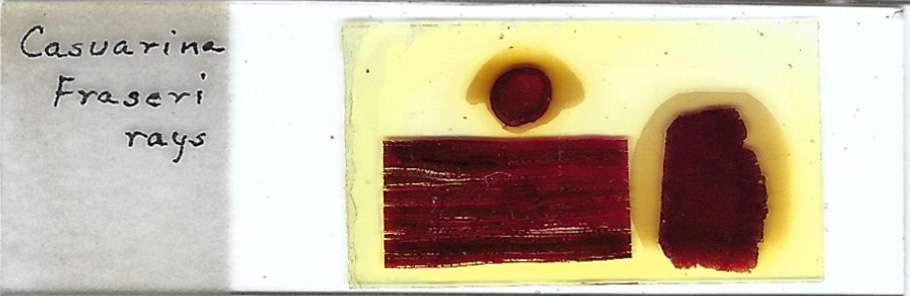 Fraseri She-oak Casuarina fraseri Microscope Slide