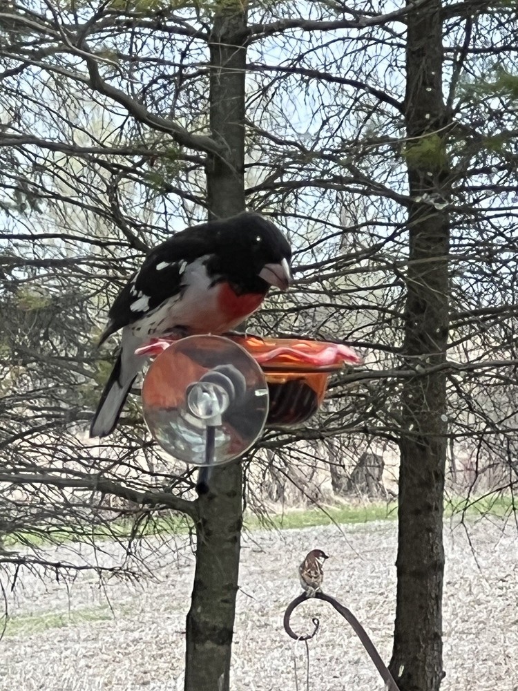 Window Oriole Freeder