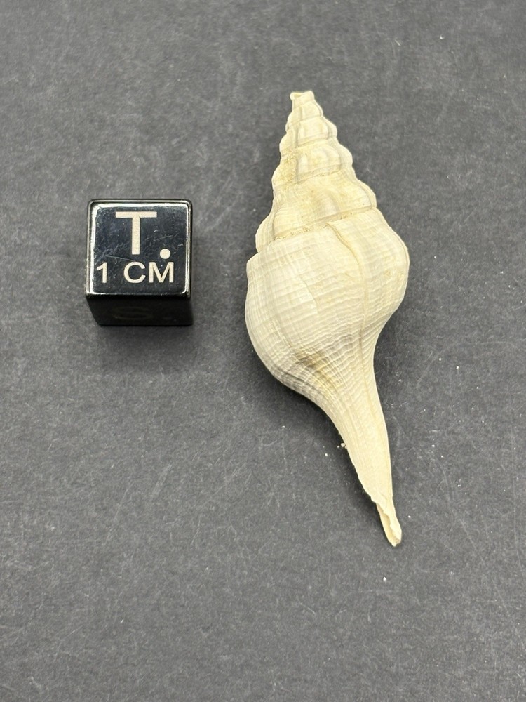 (18) Upper Eocene (Bartonian) Shells from La Chapelle-en-Serval, France