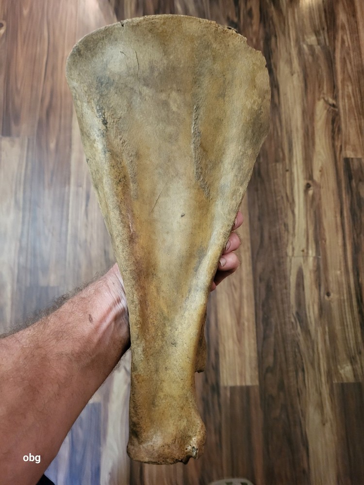 Historic Bison SHOULDER BLADE scapula