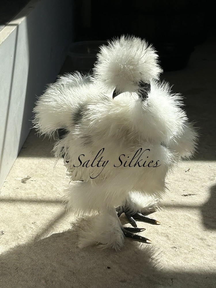 Silkie Chicken Hatching Eggs 6+