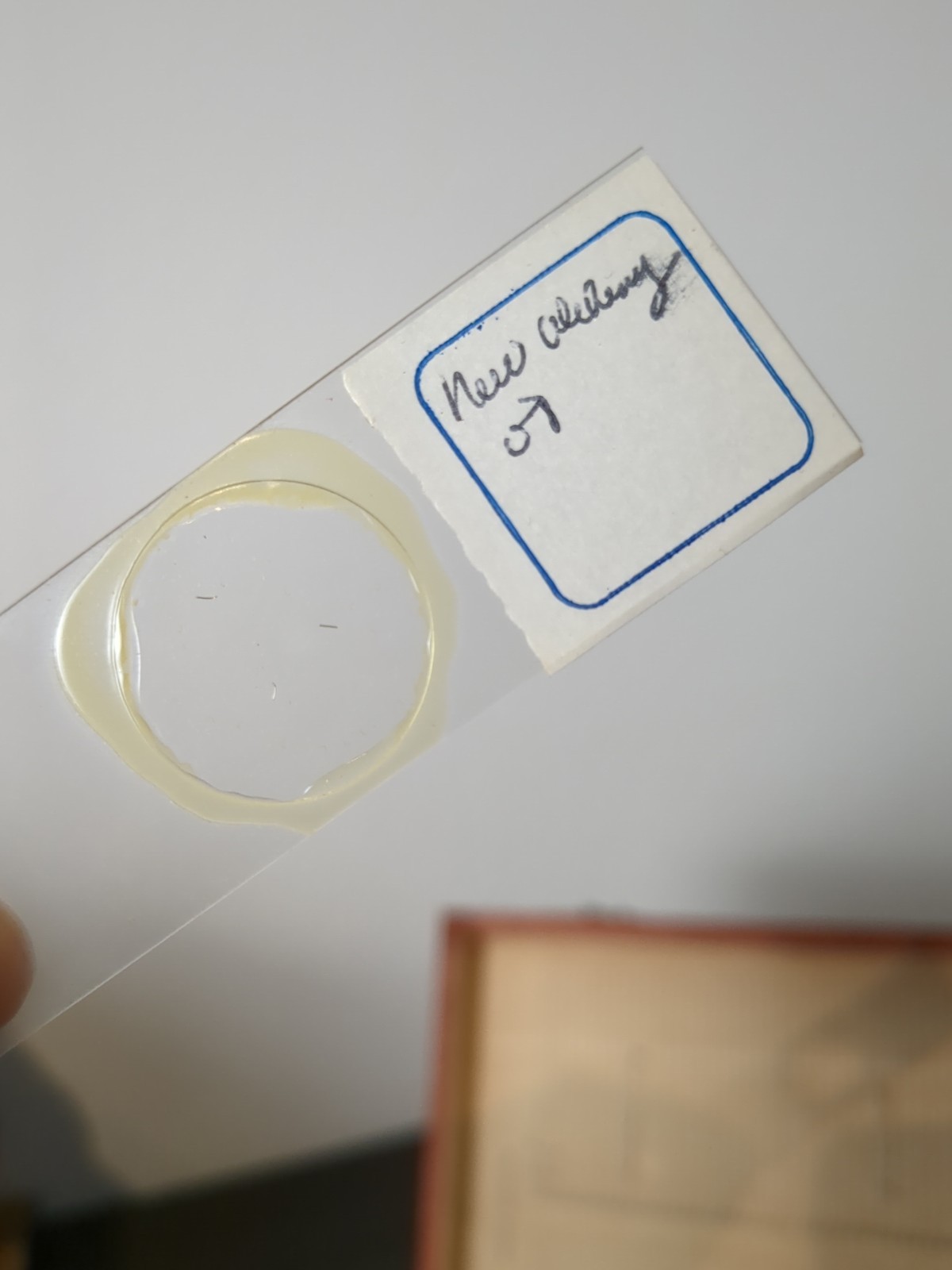 Vintage Prepared Microscope Glass Slides - George Poinar Jurassic Park Estate