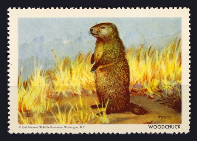 National Wildlife Federation Stamp - 1956 MNH - Woodchuck