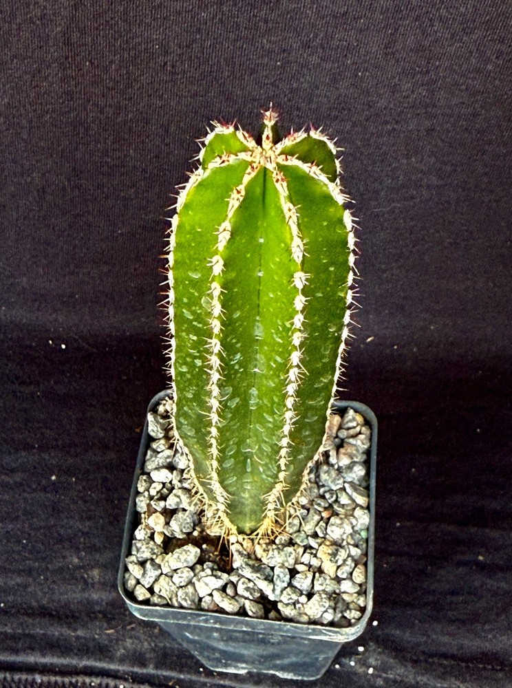 Pachycereus marginatus, cactus plant