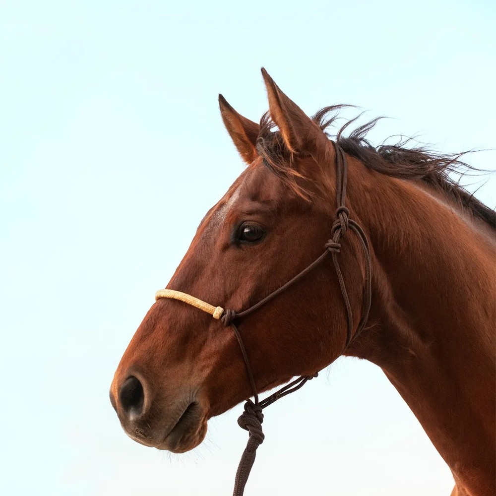 Classic Equine Braided Rawhide Rope Halter with 8ft Lead