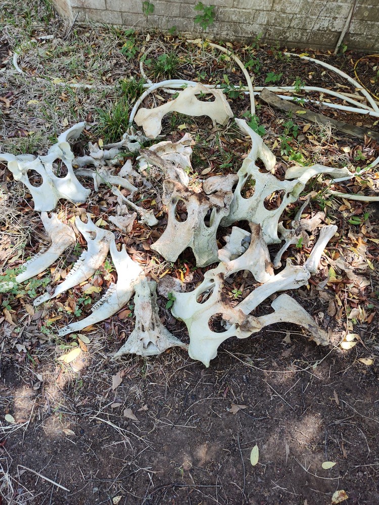 Texas Cattle Bones Lot