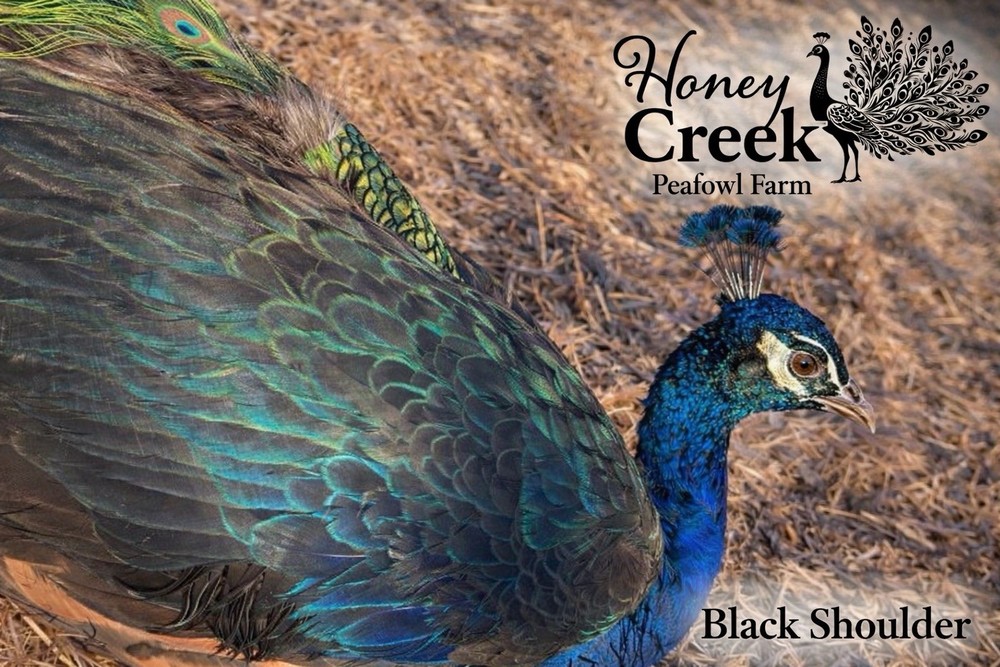 *12* Rare Peafowl Peacock Hatching Egg’s Multiple Color Varieties 🥚✅