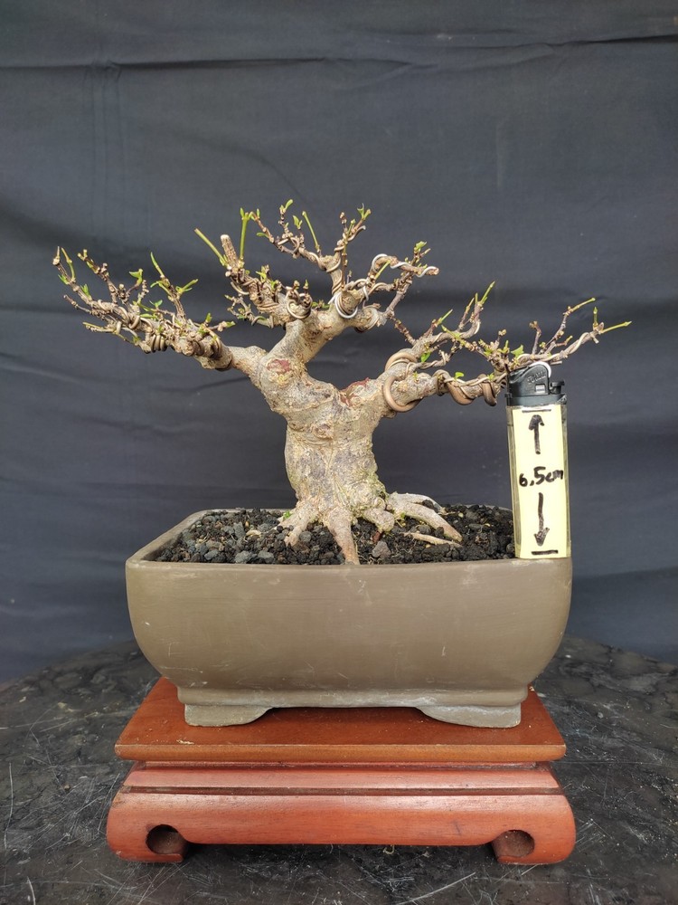 Wrightia Religiosa Bonsai Tree - Small Size