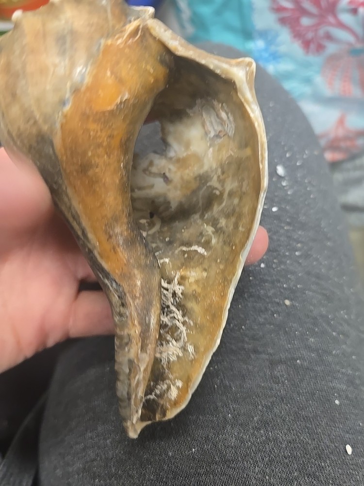 Natural Shell 6.5 Inches Long. Helmut Conch
