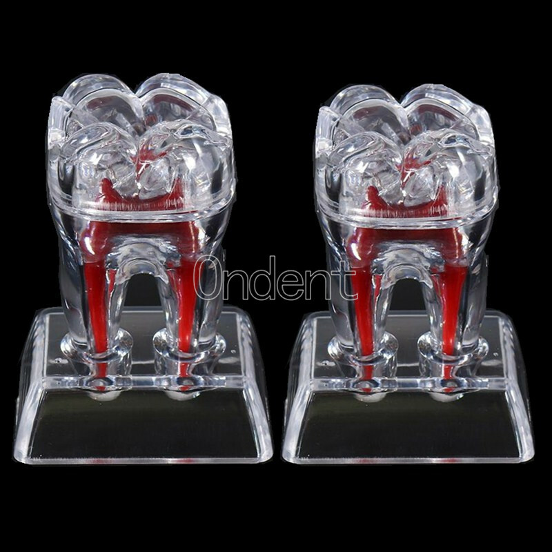 2X Detachable Tooth Model Plastic Teeth Crystal Base Separable Teaching Demo New