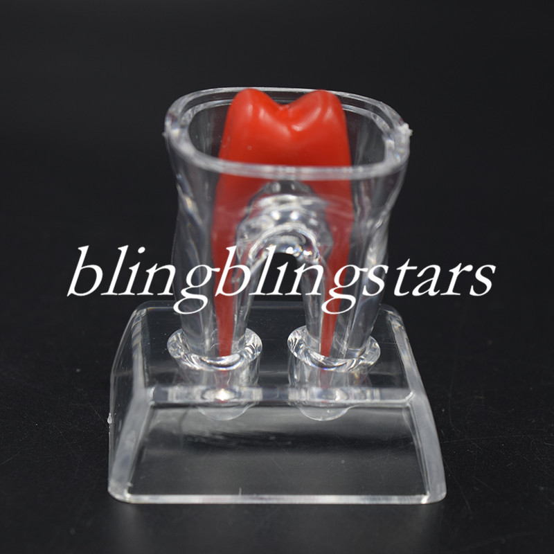 Dental Crystal Base Hard Plastic Removable Teeth Tooth Molar Model Study Supply