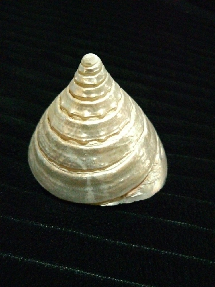 Pearl Trochus Shell 2"