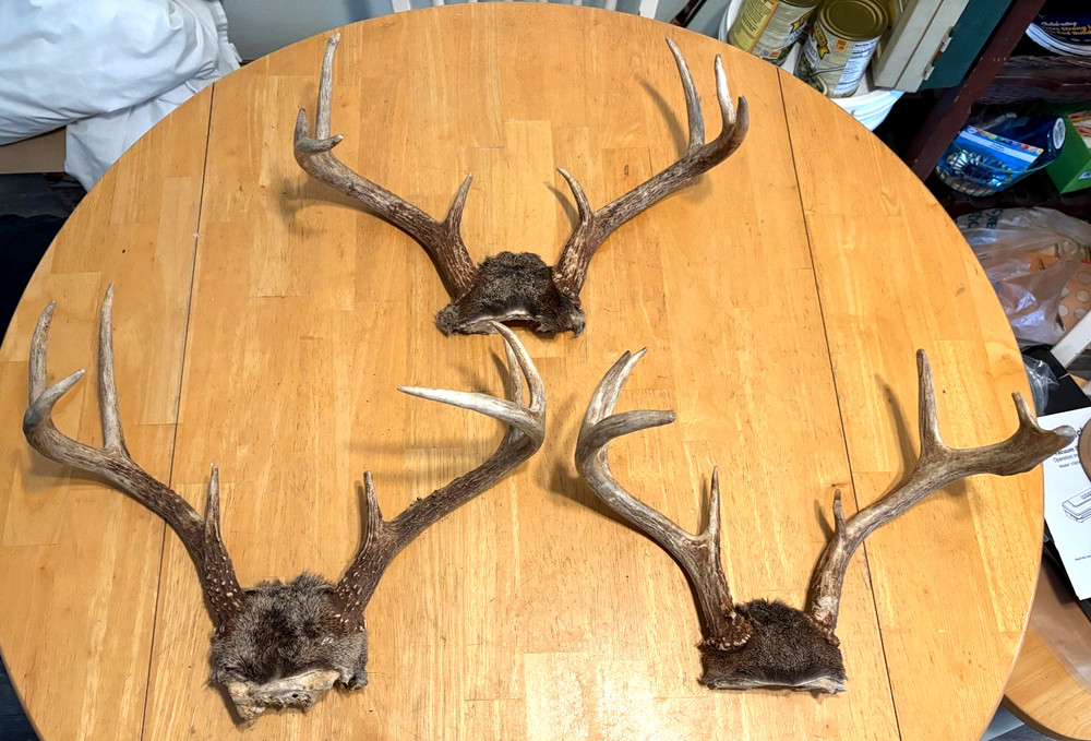 "3" WILD 8 POINT WHITE TAIL ANTLERS,SKULL CAP MOUNTS