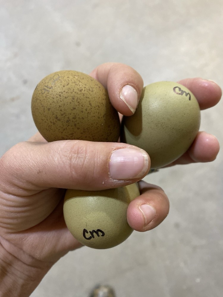12 Olive Egger Hatching Eggs, Multigen F1 BC1 BC2 BC3, Dark Green & Brown , NPIP