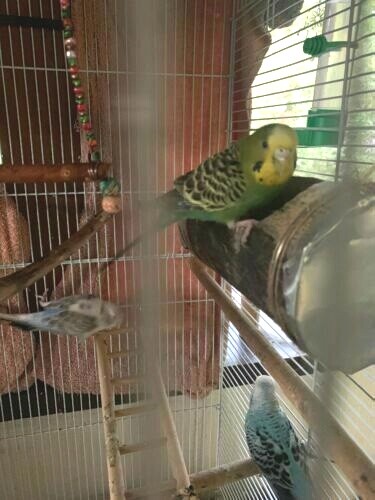 Parakeet Natural Wood Log Nest Chew Toy!!!