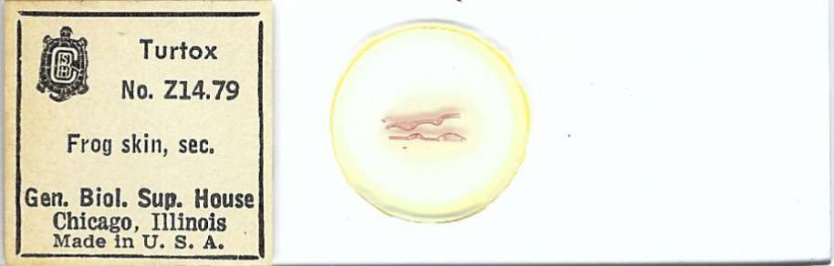 Frog Skin Microscope Slide by Turtox