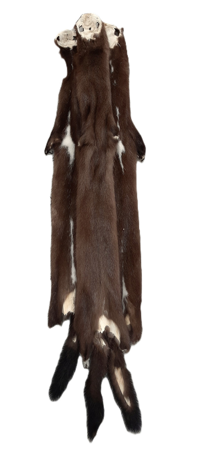 Female Wild Mink Pelt-Highly Desirable Fur