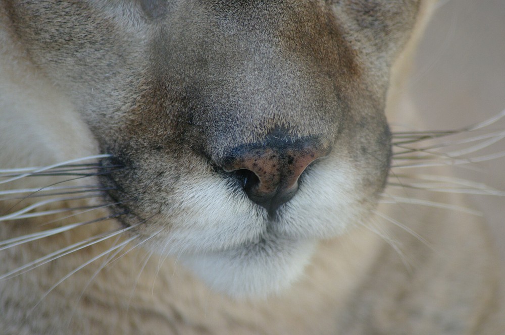 Cougar - Vol. 2 Taxidermy Reference Photo Cd
