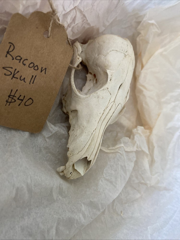 Racoon Skull