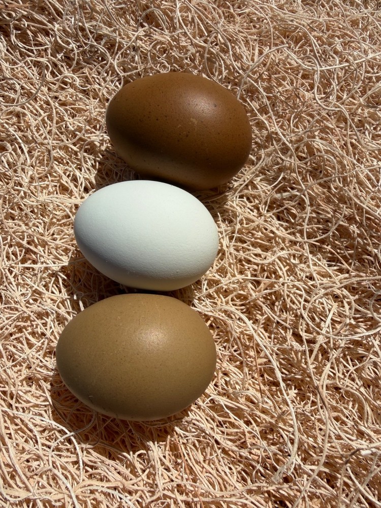 CHASING THE RAINBOW - 12 Olive Egger Hatching Eggs NPIP Certified, AI clean