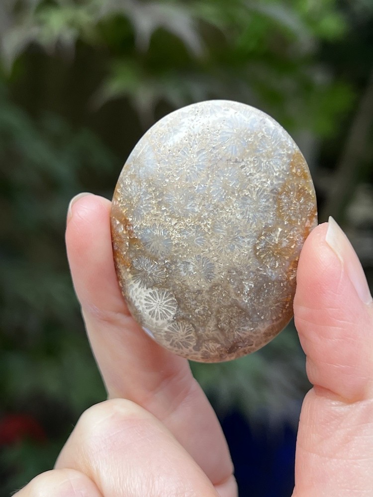 Fossilized Coral Crystal Palmstone AAA+ 28