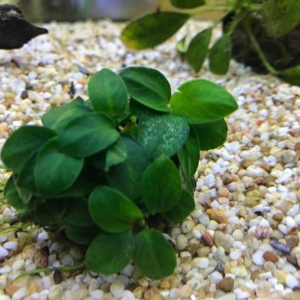 Premium Assorted Green Plant Pack - 6 Pack
