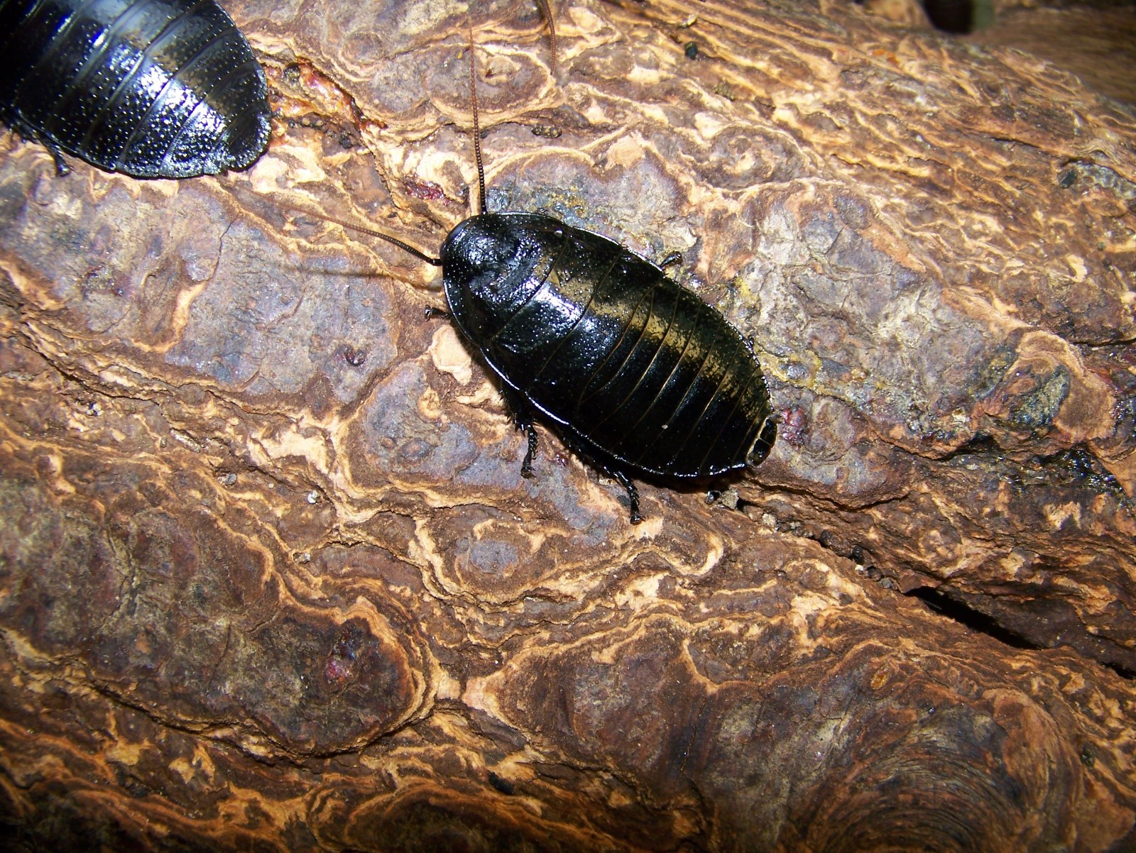 10 Large pairs,Black Hissing roach,dubia alturnative,reptile,feeder,insect,bug