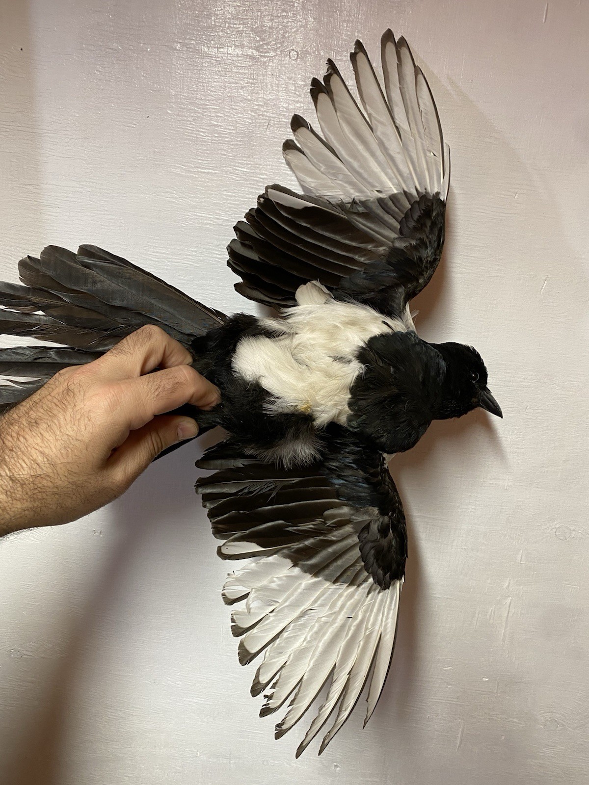Beautiful Taxidermy Eurasian Magpie (Pica pica)